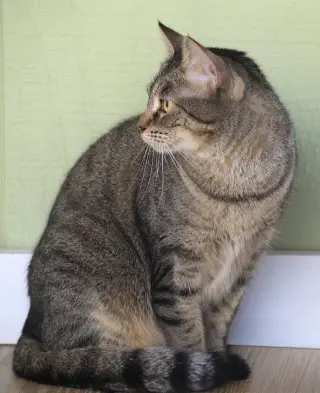Katie