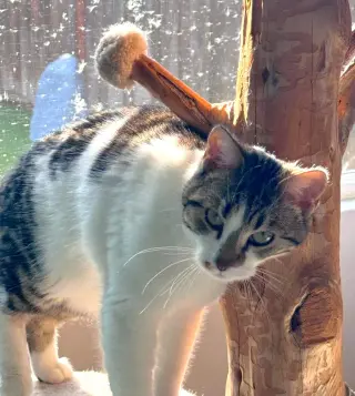 Prissy (& Elvis)