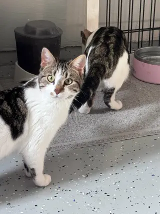 Prissy (& Elvis)