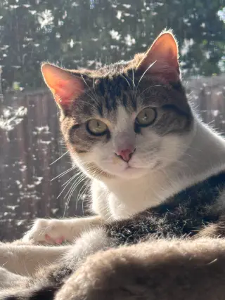Elvis (& Prissy)