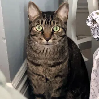 Wilbur