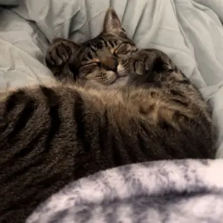 Wilbur