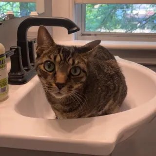 Wilbur