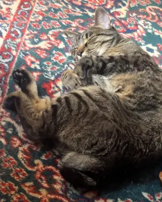 Wilbur