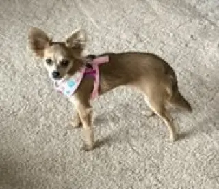 A Gabriella