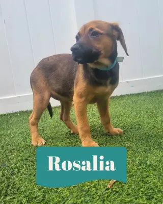 Isabella Pup - Rosalia
