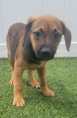 Isabella Pup - Rosalia