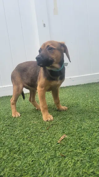 Isabella Pup - Rosalia