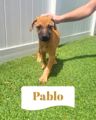 Isabella Pup - Pablo