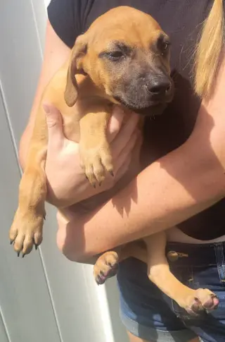 Isabella Pup - Pablo