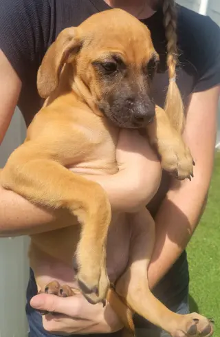 Isabella Pup - Pablo