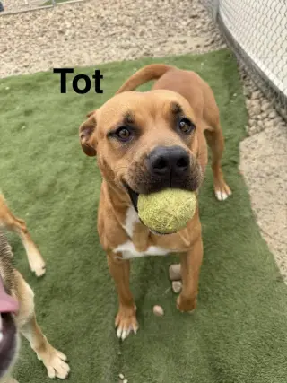 Tot