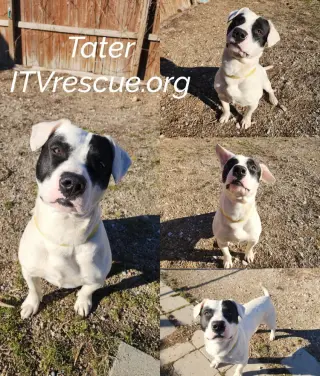 Tater