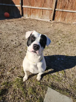 Tater