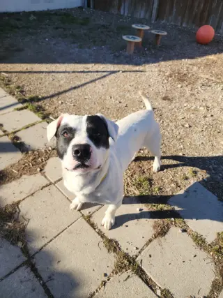 Tater