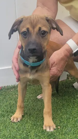 Isabella Pup - Cristina