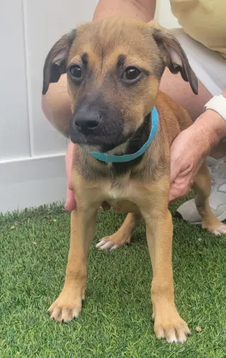 Isabella Pup - Cristina