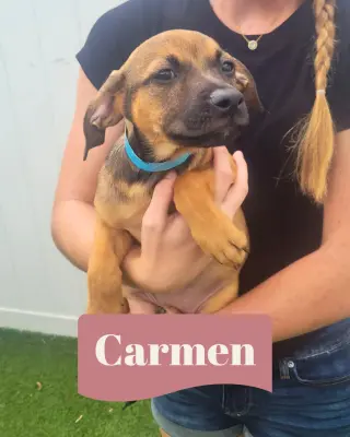 Isabella Pup - Carmen