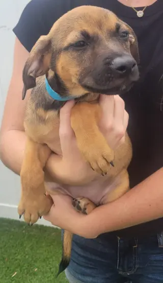 Isabella Pup - Carmen