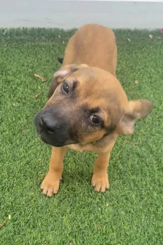 Isabella Pup - Carmen