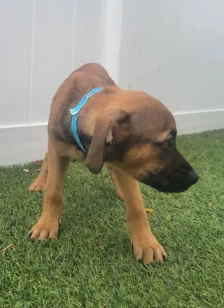 Isabella Pup - Carmen