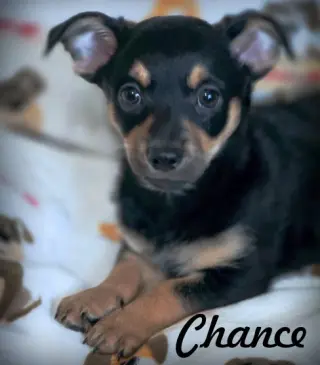 Chance