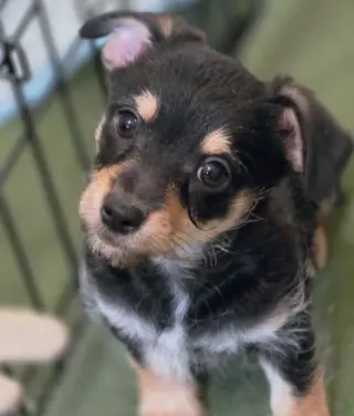 Chance