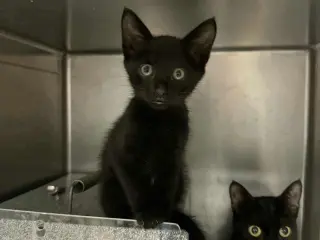 Ling Ling (aka Gosling)