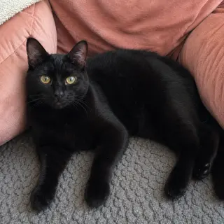 Shuri (aka Goose)