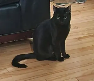 Shuri (aka Goose)