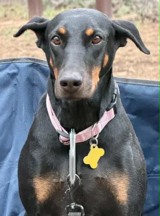 Queen Jolene