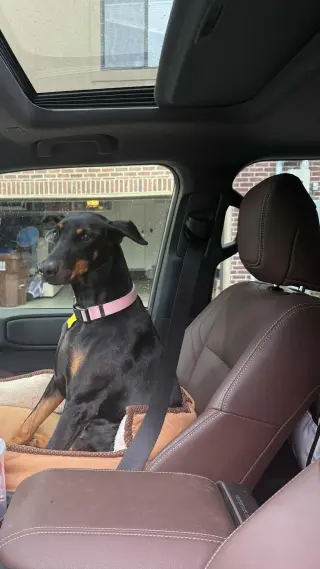 Queen Jolene