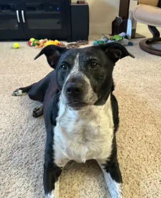 Cora