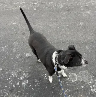 Cora
