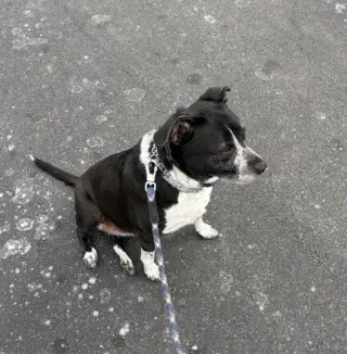 Cora