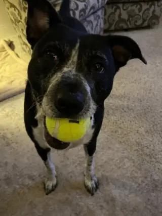 Cora