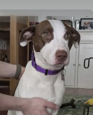 Klara