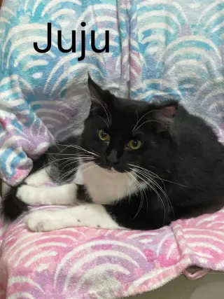 JuJu Bean