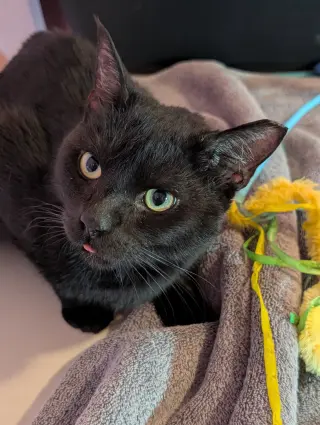 Remi