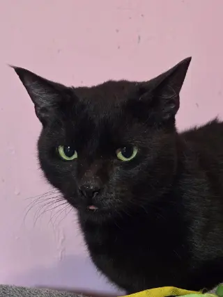 Remi