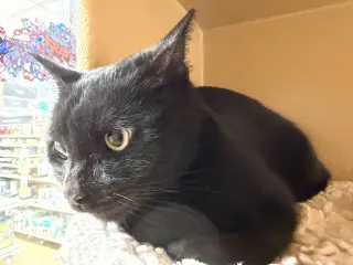 Remi