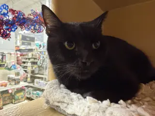 Remi