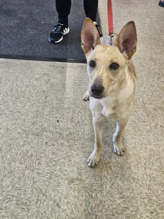 SHUG AKA FOXY