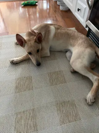 SHUG AKA FOXY