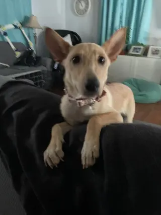 SHUG AKA FOXY