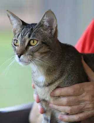 Asa