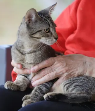 Asa