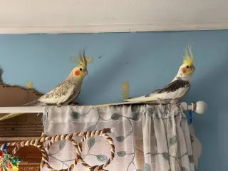 Sunny and Rama