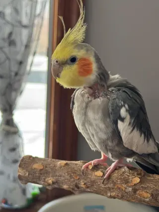 Peeko
