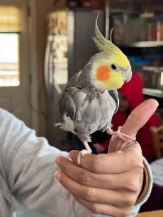 Peeko